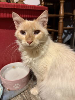 Rescue Siamese and Domestic Medium Hair Cats for Adoption in Pittsboro, North Carolina - Duchess | PetCurious