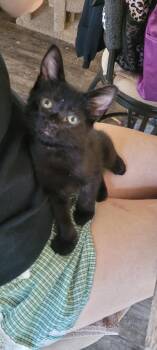 B & B (Benjamin & Barry) -  Domestic Short Hair Cat for Adoption in Escalon, California - B & B (Benjamin & Barry) | PetCurious