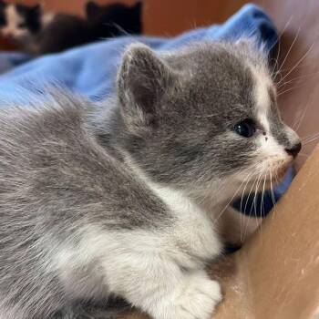 Seahorse -  Domestic Long Hair Cat for Adoption in Kingman, Arizona - Seahorse | PetCurious
