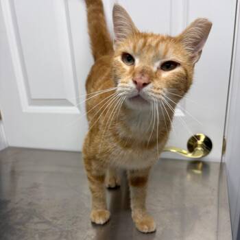 Freddie -  Domestic Short Hair Cat for Adoption in Granville, Ohio - Freddie | PetCurious