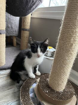 Rescue Domestic Short Hair Cats for Adoption in Trenton, New Jersey - Alfalfa | PetCurious