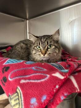 Domestic Medium Hair Cats Available for Adoption - Nyla | PetCurious