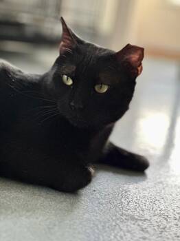 Olson (aka Soot) -  Domestic Short Hair Cat for Adoption in Cumberland, Maine - Olson (aka Soot) | PetCurious