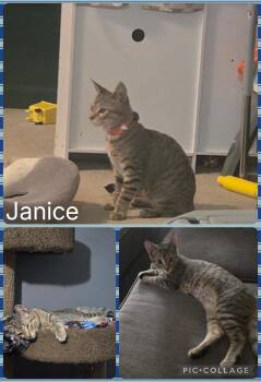 Janis -  Domestic Short Hair Cat for Adoption in Newberg, Oregon - Janis | PetCurious