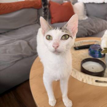 Chocolate Drop -  Domestic Short Hair Cat for Adoption in Austin, Texas - Chocolate Drop | PetCurious