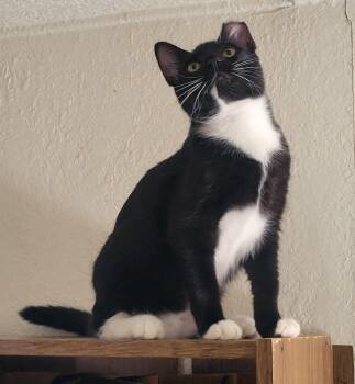 Tux — A Tuxedo Girl Who Has Something to Say - Courtesy Listing -  Tuxedo Cat for Adoption in Prescott, Arizona - Tux — A Tuxedo Girl Who Has Something To Say - Courtesy Listing | PetCurious