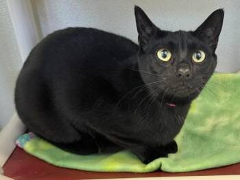 ZIVA -  Domestic Short Hair Cat for Adoption in Sarasota, Florida - ZIVA | PetCurious