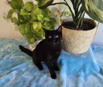 Panda -  Domestic Short Hair Cat for Adoption in Shelton, Washington - Panda | PetCurious