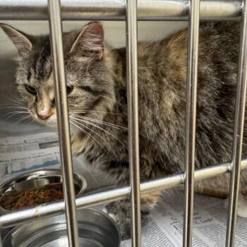 Pickles -  Domestic Medium Hair Cat for Adoption in Winston-salem, North Carolina - Pickles | PetCurious
