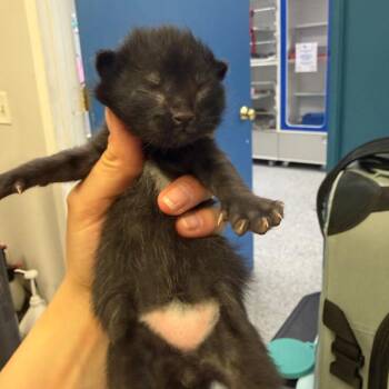Frog -  Domestic Short Hair Cat for Adoption in Chaska, Minnesota - Frog | PetCurious