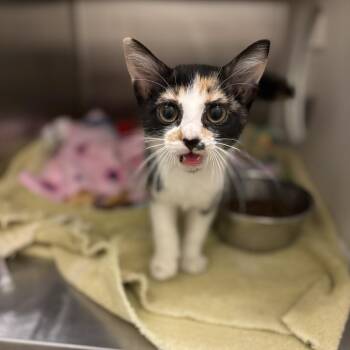 Veronicat -  Domestic Short Hair Cat for Adoption in Council Bluffs, Iowa - Veronicat | PetCurious