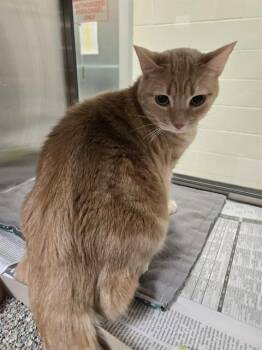 Domestic Short Hair Cats Available for Adoption - Penny A172971 | PetCurious