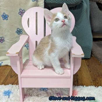 Domestic Short Hair Cats Available for Adoption in Capshaw, Alabama - WONTON | PetCurious