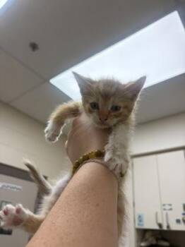 Nemo -  Domestic Short Hair Cat for Adoption in Westland, Michigan - Nemo | PetCurious