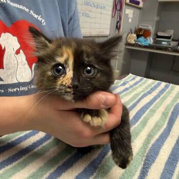 Domestic Short Hair Cats Available for Adoption in Fort Bragg, California - Tigerlily | PetCurious