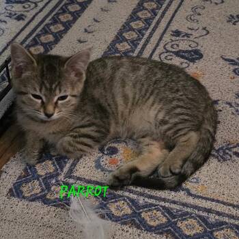 Parrot -  Domestic Short Hair Cat Available for Adoption in Parkersburg, West Virginia - Parrot | PetCurious