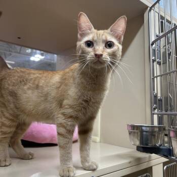 California -  Domestic Medium Hair Cat for Adoption in Hemet, California - California | PetCurious