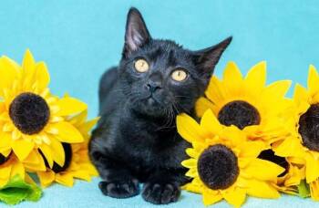 Asher -  Domestic Short Hair Cat for Adoption in North Babylon, New York - Asher | PetCurious