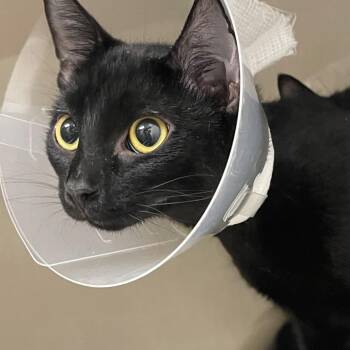 Haw -  Domestic Short Hair Cat for Adoption in Mentor, Ohio - Haw | PetCurious