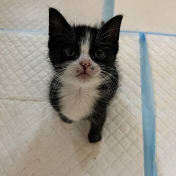 Rescue Domestic Short Hair Cats for Adoption in Greensboro, North Carolina - Figaro | PetCurious