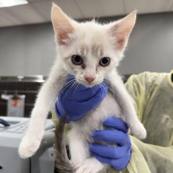 Juniper -  Domestic Short Hair Cat for Adoption in Salt Lake City, Utah - Juniper | PetCurious