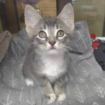 Tabby Cats Available for Adoption in Marshfield, Wisconsin - Lt Dan | PetCurious