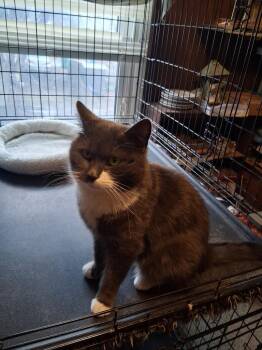 Domestic Short Hair Cats Available for Adoption - Cookie | PetCurious