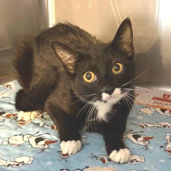 Lilo -  Domestic Short Hair Cat for Adoption in Belleville, Illinois - Lilo | PetCurious