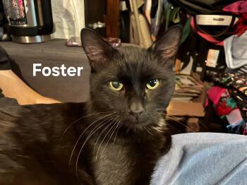 Foster -  Domestic Short Hair Cat for Adoption in Chicopee, Massachusetts - Foster | PetCurious