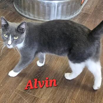 Domestic Short Hair Cats Available for Adoption in Villa Park, California - Alvin | PetCurious
