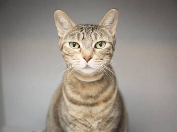 SUNNY -  Domestic Short Hair Cat for Adoption in Phoenix, Arizona - SUNNY | PetCurious