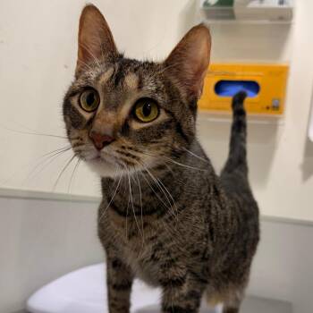 Domestic Short Hair Cats Available for Adoption in Tampa, Florida - Cece ( Coco ) | PetCurious