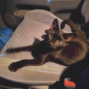 Rudra -  Domestic Short Hair Cat for Adoption in Durham, North Carolina - Rudra | PetCurious