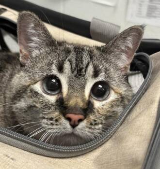 Nala -  Domestic Short Hair Cat for Adoption in Golden, Colorado - Nala | PetCurious