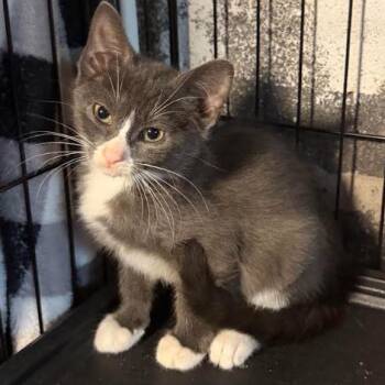26-293 Suzy Q -  Domestic Short Hair Cat for Adoption in North Branford, Connecticut - 26-293 Suzy Q | PetCurious