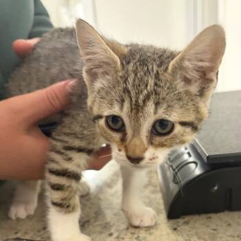 Cinnamon -  Domestic Short Hair Cat for Adoption in Spokane, Washington - Cinnamon | PetCurious