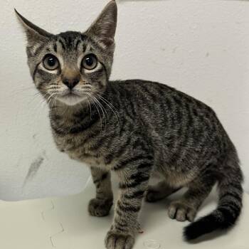 Jimmi -  Domestic Short Hair Cat for Adoption in Edinburg, Texas - Jimmi | PetCurious