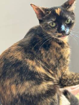 Monica -  Domestic Short Hair Cat for Adoption in Cincinnati, Ohio - Monica | PetCurious