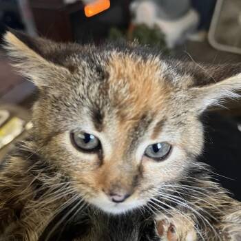 Domestic Short Hair Cats Available for Adoption - Pixie | PetCurious