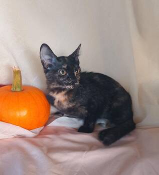 Polly 763 -  Domestic Short Hair Cat for Adoption - Polly 763 | PetCurious