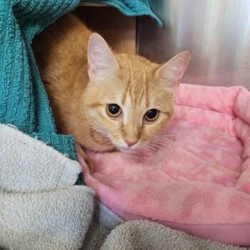 Domestic Short Hair Cats Available for Adoption in Memphis, Tennessee - Tanja | PetCurious