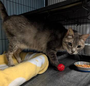 Missy -  Domestic Short Hair Cat for Adoption in Magnolia, Texas - Missy | PetCurious