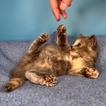 Domestic Long Hair Cats Available for Adoption in San Antonio, Texas - Rue | PetCurious