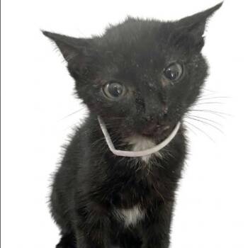 Olive -  Domestic Short Hair Cat for Adoption in NEW PT RICHEY, Florida - Olive | PetCurious