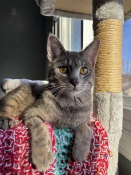 Domestic Short Hair Cats Available for Adoption - GIZMO | PetCurious