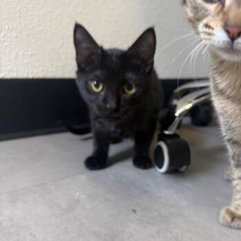 Void -  Domestic Short Hair Cat for Adoption in Garfield, Arkansas - Void | PetCurious