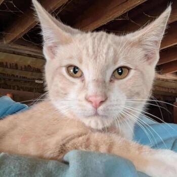 Rescue Domestic Short Hair Cats for Adoption in Ferndale, Washington - Flame | PetCurious
