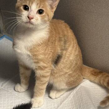 Pinto the Bean -  Domestic Short Hair Cat for Adoption in Fredericksburg, Virginia - Pinto The Bean | PetCurious