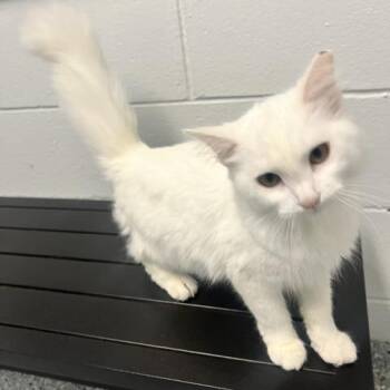Dutchess -  Domestic Medium Hair Cat for Adoption in Dayton, Ohio - Dutchess | PetCurious