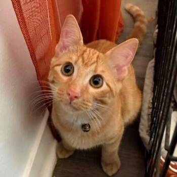 Chester Von Cheeto -  Tabby and Domestic Short Hair Cat for Adoption in Friendswood, Texas - Chester Von Cheeto | PetCurious